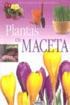 PLANTAS EN MACETAS