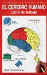EL CEREBRO HUMANO