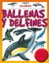 BALLENAS Y DELFINES